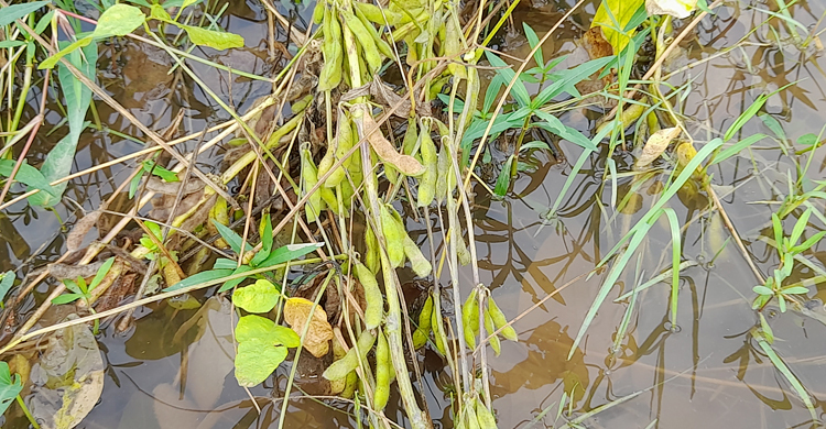 বৃষ্টির পানিতে জমিতে পচছে সয়াবিন