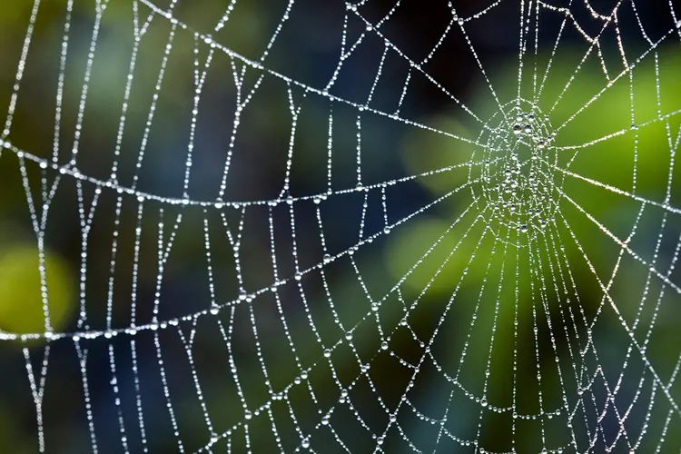 spiderweb