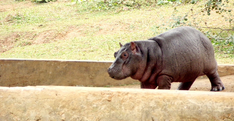 সাফারি পার্কে জলহস্তির ঘরে নতুন অতিথি