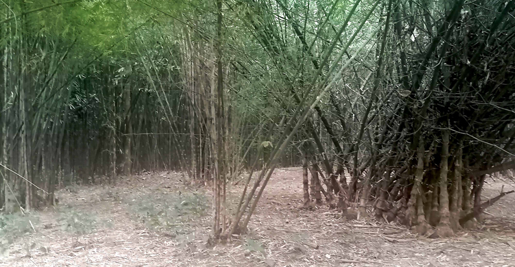 বাগান ফিরে পেতে বন বিভাগের দ্বারে দ্বারে ঘুরছেন উপকারভোগী
