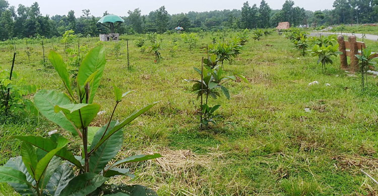 ২০ হাজার ফল-ফুল গাছে সেজেছে বঙ্গবন্ধু সাফারি পার্ক