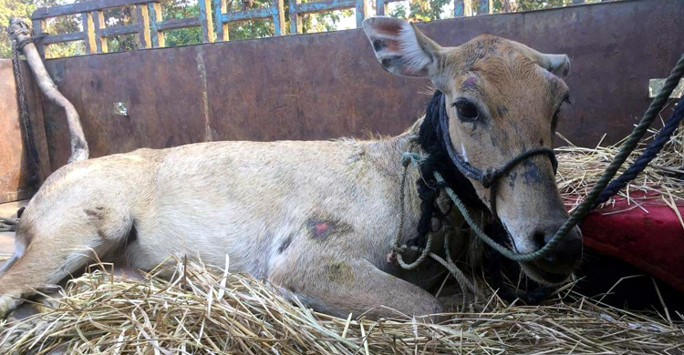 নীলগাইটির ঠাঁই হলো সাফারি পার্কে, প্রয়োজন পুরুষ সঙ্গী