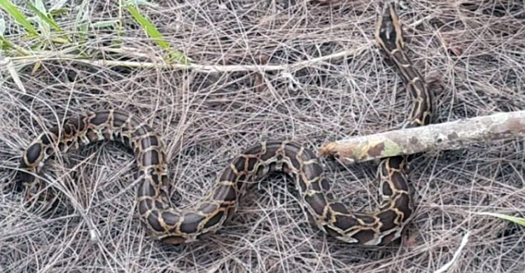 লোকালয়ে উদ্ধার অজগর সুন্দরবনে অবমুক্ত