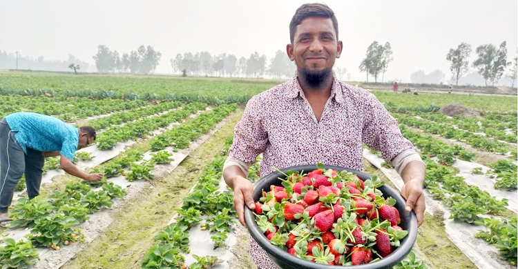চাকরি না পেয়ে কৃষিতে, এলাকায় এখন তার নাম ‘স্ট্রবেরি জাব্বির’