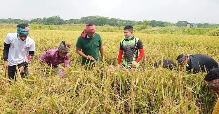 কৃষকের ধান কেটে দিচ্ছে নড়িয়া ছাত্রলীগ