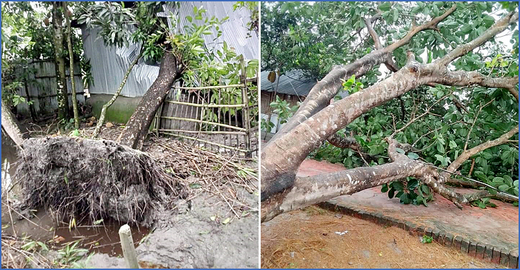 নীলফামারীতে ঝড়ে ক্ষতিগ্রস্ত শতাধিক ঘরবাড়ি