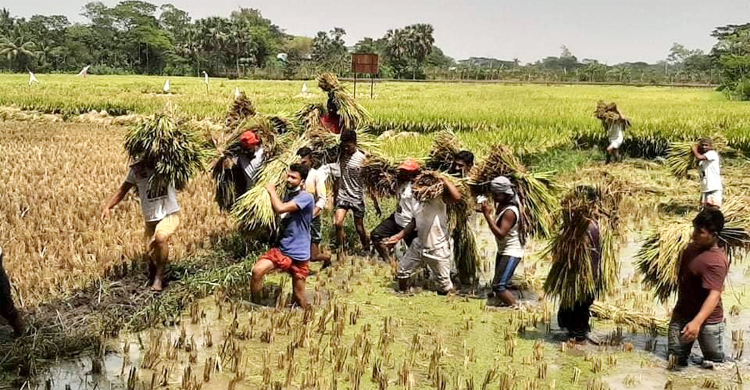 হাঁটু পানিতে নেমে কৃষকের ধান কাটলেন ছাত্রদলের নেতাকর্মীরা