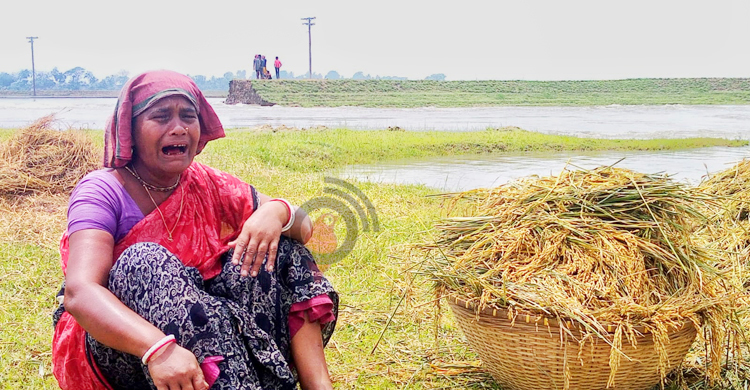 তলিয়ে যাওয়া ফসলের চিন্তায় হাওরে বসেই কাঁদছেন হাজারো কৃষক