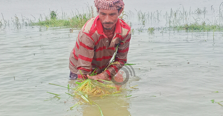 তলিয়ে যাওয়া ফসলের চিন্তায় হাওরে বসেই কাঁদছেন হাজারো কৃষক