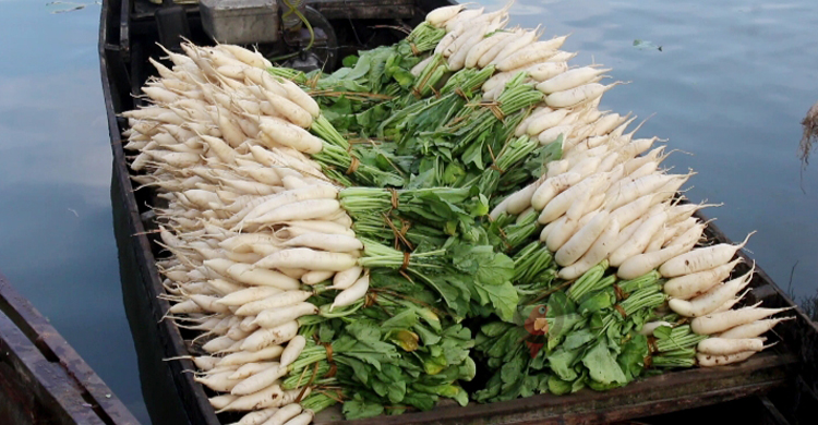 সুনামগঞ্জে শীতকালীন সবজির ভালো ফলনেও কৃষকের মুখ মলিন