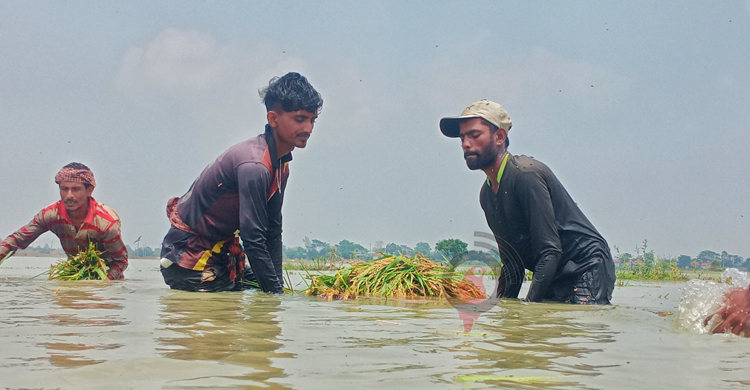 তলিয়ে যাওয়া ফসলের চিন্তায় হাওরে বসেই কাঁদছেন হাজারো কৃষক
