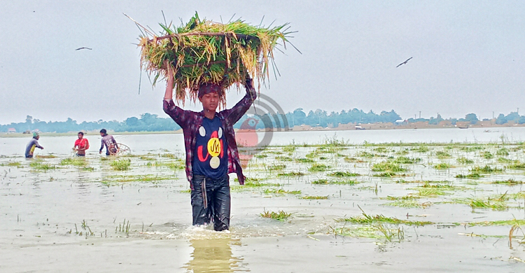 তলিয়ে যাওয়া ফসলের চিন্তায় হাওরে বসেই কাঁদছেন হাজারো কৃষক