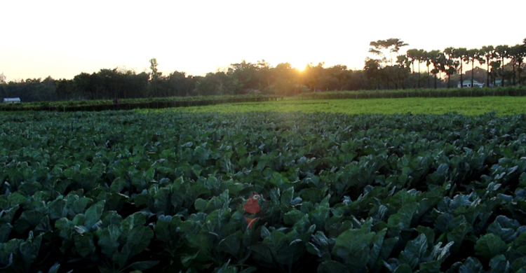 সুনামগঞ্জে শীতকালীন সবজির ভালো ফলনেও কৃষকের মুখ মলিন