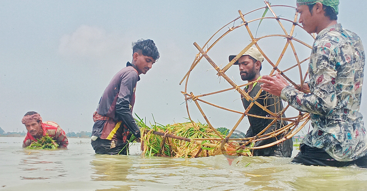 তলিয়ে যাওয়া ফসলের চিন্তায় হাওরে বসেই কাঁদছেন হাজারো কৃষক