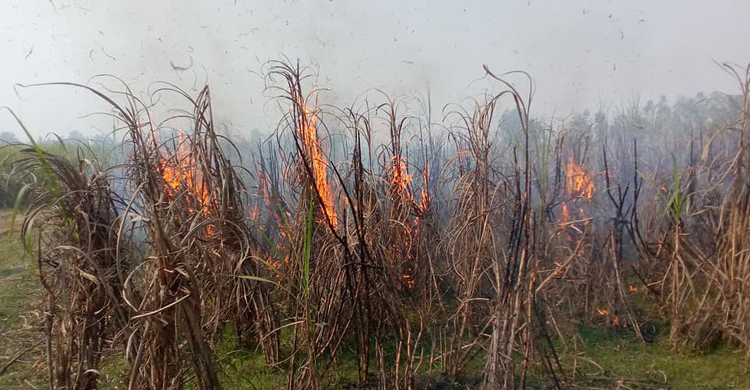 আখমাড়াই বন্ধের প্রতিবাদে খেতে আগুন