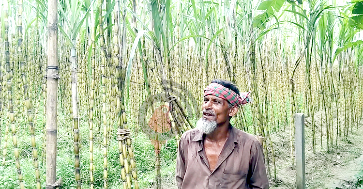 টাঙ্গাইলে আখ চাষিদের মুখে হাসি