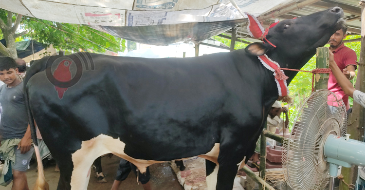 রোজ শ্যাম্পু করা &lsquo;সুলতান রাজা&rsquo;র দাম ১০ লাখ