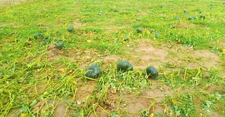 সুনামগঞ্জে শিলাবৃষ্টিতে লন্ডভন্ড কৃষকের স্বপ্ন