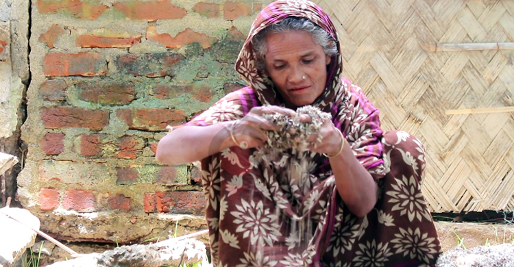 হাওরে কৃষকের বাড়িতে এখন শুধু ধানপচা গন্ধ