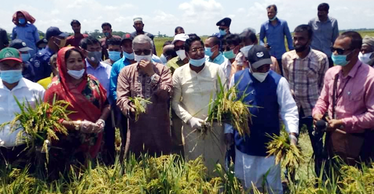 করোনার দীর্ঘস্থায়ী প্রভাব মোকাবেলায় রবি শস্য উৎপাদনের তাগিদ