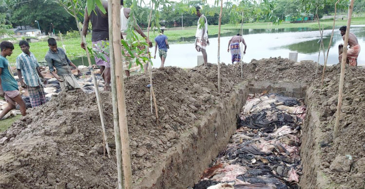 গত ঈদে ৯শ চামড়া পুঁতে দিয়েছে আরবিয়া মাদরাসা, এবার কেনা বন্ধ