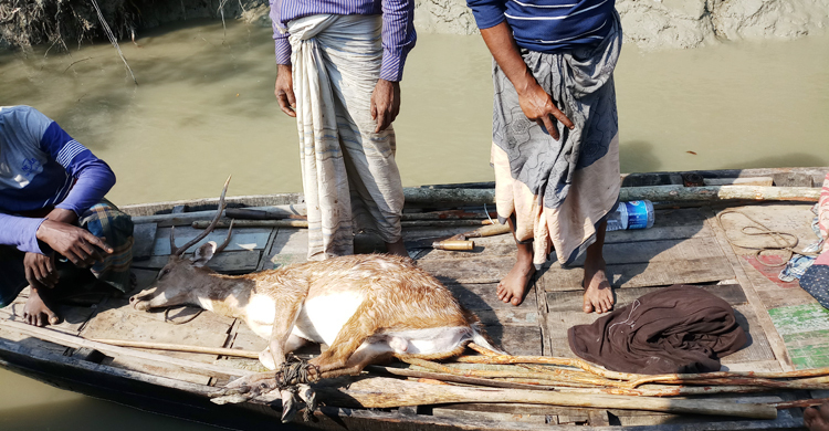 শিকারিদের প্রাণীনিধনে হুমকিতে সুন্দরবনের জীববৈচিত্র্য