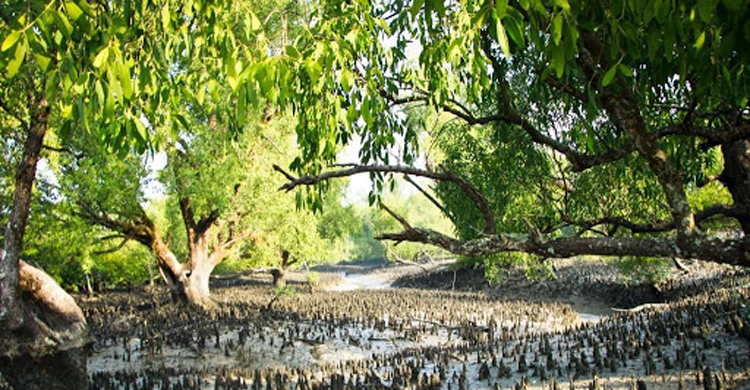 ময়লার স্তূপে পশুর চামড়া, ঘরে মিলল হাড়-মাথা
