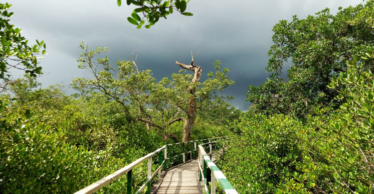 প্রাণ ফিরেছে সুন্দরবনে