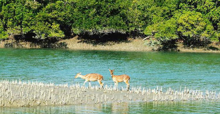 সম্ভাব্যতা যাচাই ছাড়াই সুন্দরবন রক্ষায় উঠছে ১৫৮ কোটির প্রকল্প