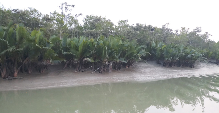 সুন্দরবনের অভয়ারণ্যে মাছ শিকার, ট্রলারসহ ৬ জেলে আটক