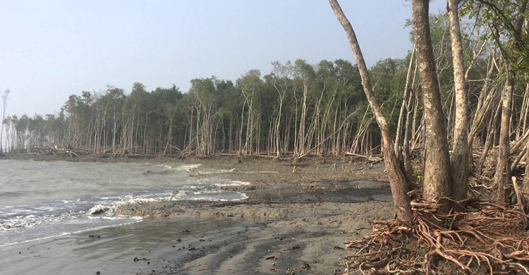সুন্দরবনের ক্ষতির পরিমাণ জানা যাবে এক সপ্তাহেই