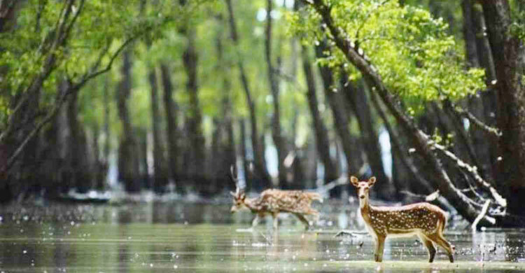 Sundarbans reopens to tourists after 7 months