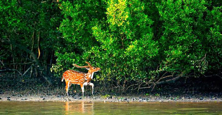 নভেম্বরেই খুলছে সুন্দরবনের দ্বার