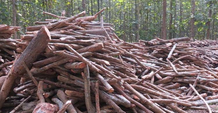 সুন্দরবন থেকে পাচার হচ্ছিলো সুন্দরী ও গরান গাছ