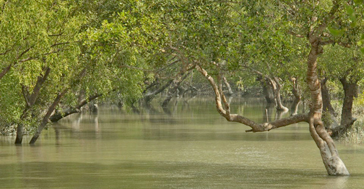 সুন্দরবনে বাগদা পোনা আহরণের সময় ৫ জেলে আটক