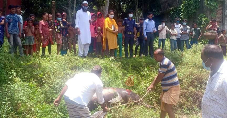 জেলের জালে ধরা পড়লো শুশুক, কিনে জরিমানা গুনলেন দুজন