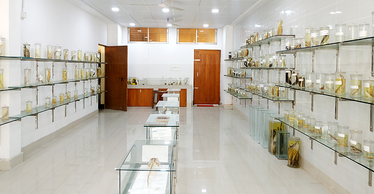 সব মাছের পরিচিতি মিলবে যবিপ্রবির জাদুঘরে