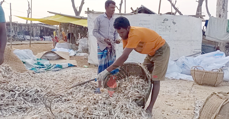 নির্দিষ্ট স্থানের অভাবে বিলীনের পথে কুয়াকাটার শুঁটকিপল্লি