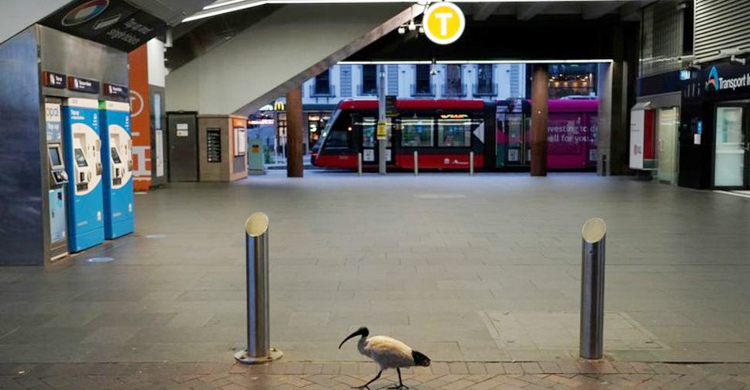 Sydney posts record daily Covid-19 cases