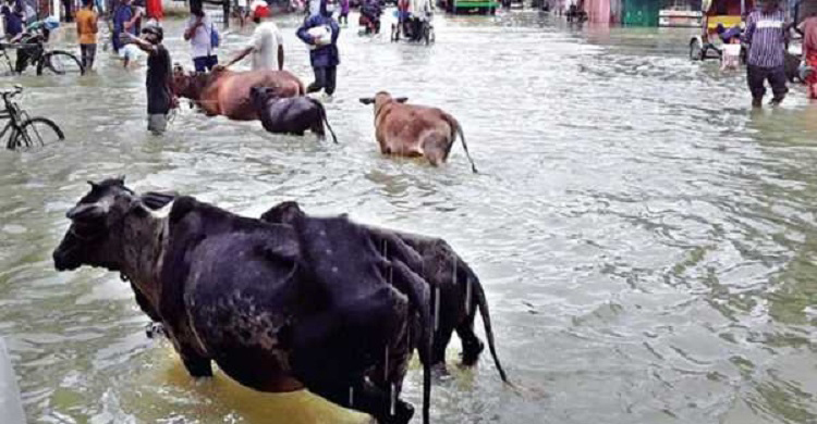 সিলেটে অনেক হাট এখনো পানির নিচে, কোরবানির পশু বেচা নিয়ে শঙ্কা