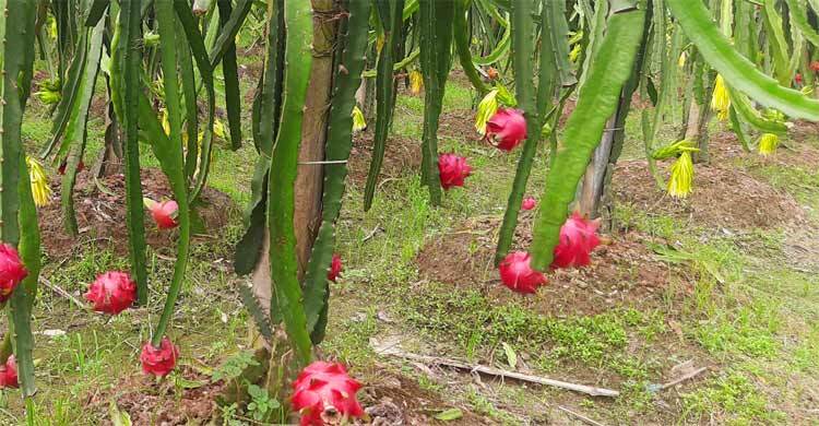 শখের বশে ড্রাগন বাগান, মৌসুমে বিক্রি ৮০ লাখ