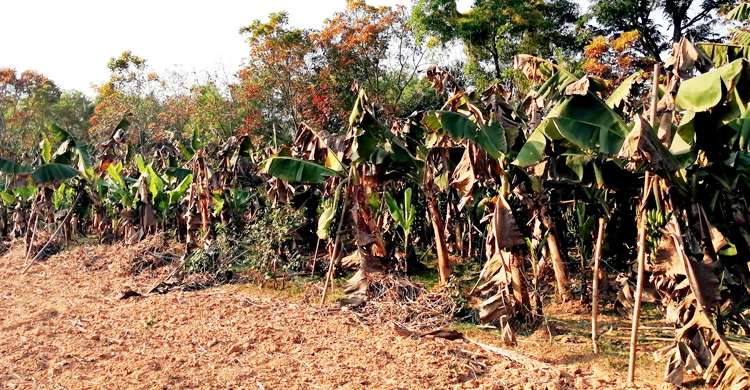 পানামা রোগে মরছে কলাগাছ, লোকসানে হাজারো কৃষক