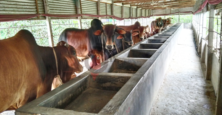 টাঙ্গাইলে চাহিদার চেয়ে কোরবানির পশু বেশি