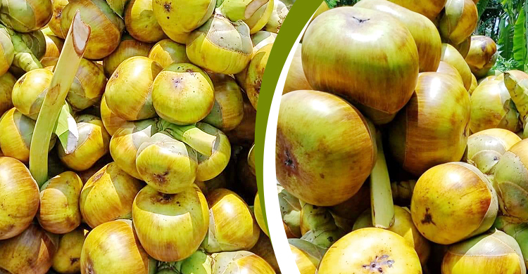 গরমে কদর বেড়েছে তালশাঁসের