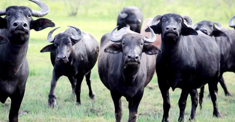 নারীর ১১ মহিষ চুরি করে বিক্রি করে দিলেন সাবেক স্বামী