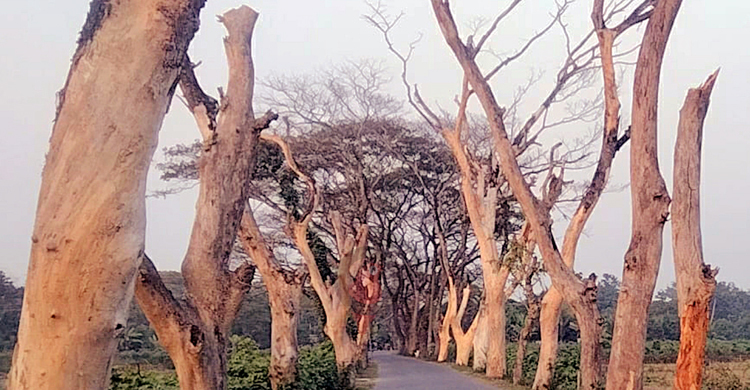 মরা গাছের ‘মরণফাঁদ’