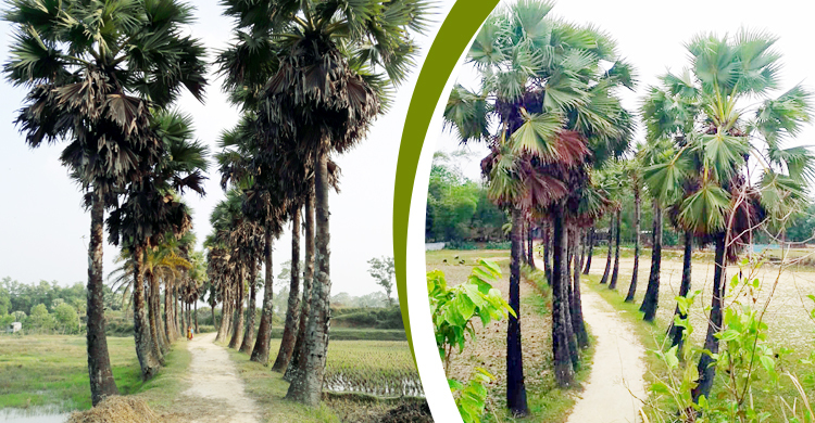 তালগাছের গ্রাম সাতঘরিয়া