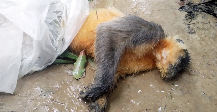 অসুস্থ হয়ে পড়ে থাকা হনুমানটিকে ছেড়ে দেয়া হলো মধুপুর জাতীয় উদ্যানে