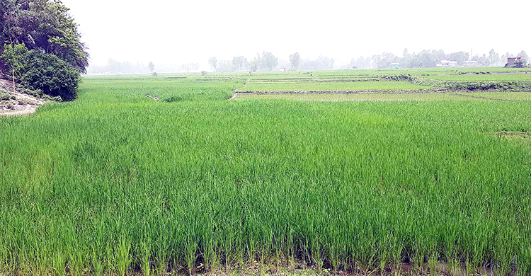 ধলেশ্বরীর বুকজুড়ে সবুজের সমারোহ