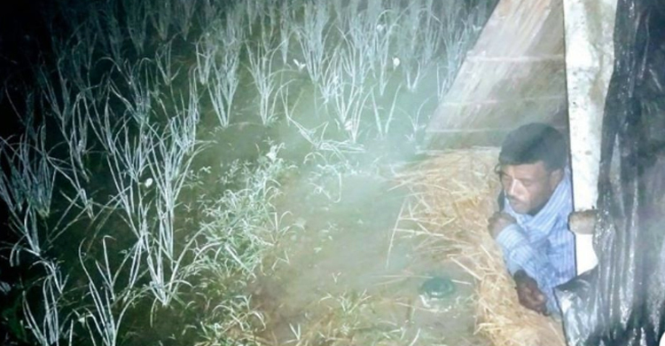 পেঁয়াজের বাম্পার, সারারাত জেগে ক্ষেত পাহারা দেন কৃষকরা